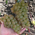 Виноград плодовый Платовский