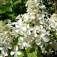 Гортензия метельчатая Levana 'Cov ' Гортензия метельчатая Levana 'Cov '