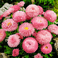 Маргаритка Розовый Шар