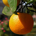 Цитрус Мандарин
