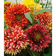 Гайлардия  Лоренциана (Смесь окрасок)
