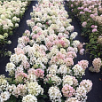 Гортензия метельчатая Литтл Блоссом Гортензия метельчатая Литтл Блоссом