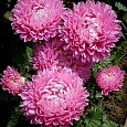 Астра Фламир Розовая