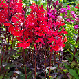 Лобелия гибридная Crimson Princess