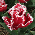 Тюльпан бахромчатый Нью Санта Тюльпан бахромчатый Нью Санта