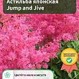 Астильба японская Jump and Jive Астильба японская Jump and Jive