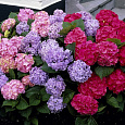Гортензия крупнолистная Mix Гортензия крупнолистная Mix