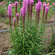 Лиатрис колосковый Кобольд