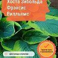 Хоста Зибольда Фрэнсис Вилльямс
