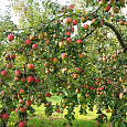 Яблоня Аркад розовый Яблоня Аркад розовый