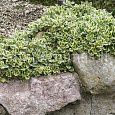 Арабис (Резуха) Кавказский Variegata