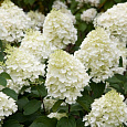 Гортензия метельчатая Сильвер Доллар Гортензия метельчатая Сильвер Доллар