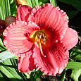 Лилейник гибридный Силоам Джим Купер
