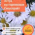 Астра кустарниковая Сноуспрайт