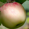 Яблоня Непобедимый Яблоня Непобедимый