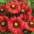 Гайллардия гибридная Бургундер