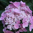 Гортензия крупнолистовая Твист энд Шаут Гортензия крупнолистовая Твист энд Шаут