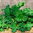 Ревень волнистый (обыкновенный) Виктория