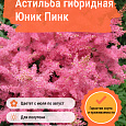 Астильба гибридная Юник Пинк Астильба гибридная Юник Пинк
