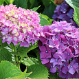 Гортензия крупнолистовая Бенелюкс Гортензия крупнолистовая Бенелюкс