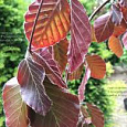 Бук лесной Purple Fountain 
