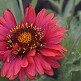 Гайлардия гибридная Меза Ред