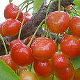 Черешня Медуница Черешня Медуница
