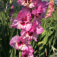 Гладиолус крупноцветковый Грейхаунд