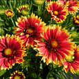 Гайлардия гибридная Спинтоп Оранж Хэло