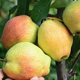 Груша плодовая Киргизская зимняя
